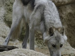 Loup de la vallée du Mackenzie